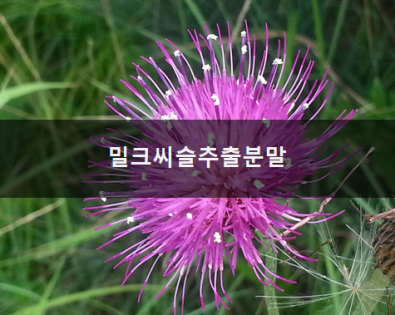 밀크씨슬추출분말