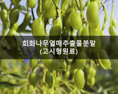 회화나무열매추출물분말